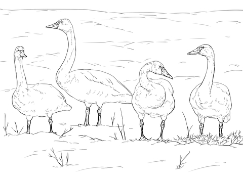 Tundra Swans Coloring Page